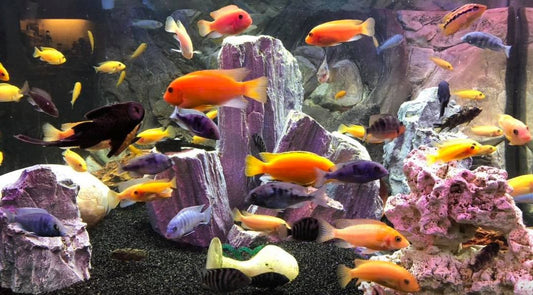 Assorted med cichlids