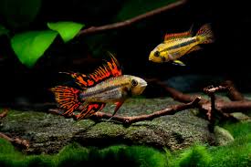 Apistogramma Cactoides
