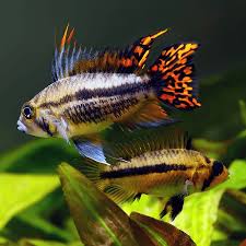 Apistogramma Cactoides